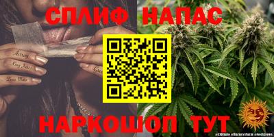 стафф Гай